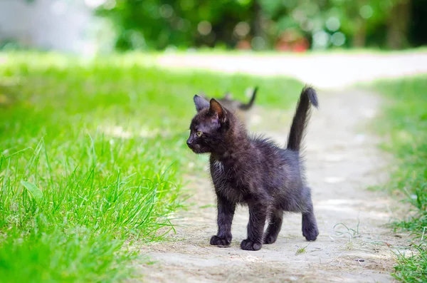 Pequeno gatinho na grama — Fotografia de Stock