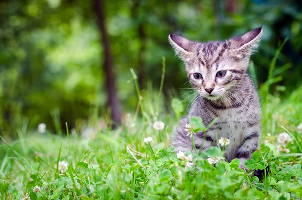 Pequeno gatinho na grama — Fotografia de Stock