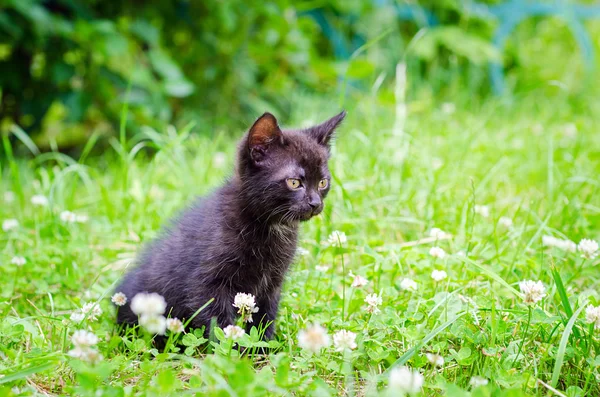 Pequeno gatinho na grama — Fotografia de Stock