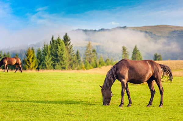 Weiden van paarden in een weiland Stockafbeelding