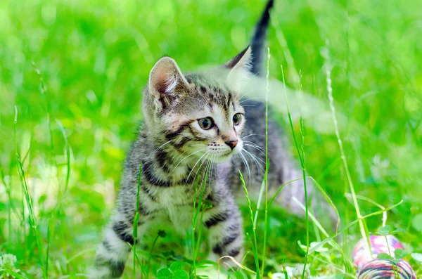 Kleine kitten op gras Rechtenvrije Stockafbeeldingen