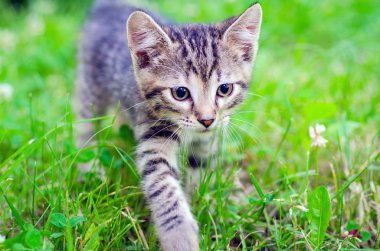 kedi, Park'ta