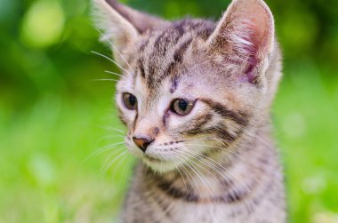 kedi, Park'ta