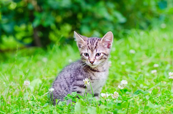 Gato no parque — Fotografia de Stock