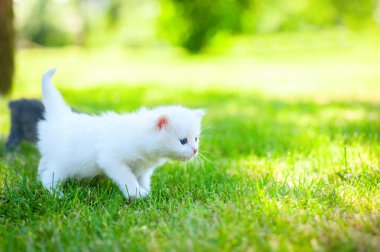 çimenlerin üzerinde küçük kedi