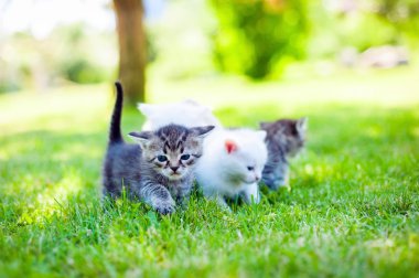 çimenlerin üzerinde küçük kedi