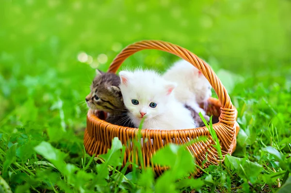 Pequeno gato na grama — Fotografia de Stock