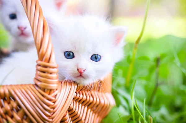 Çimenlerin üzerinde küçük kedi — Stok fotoğraf