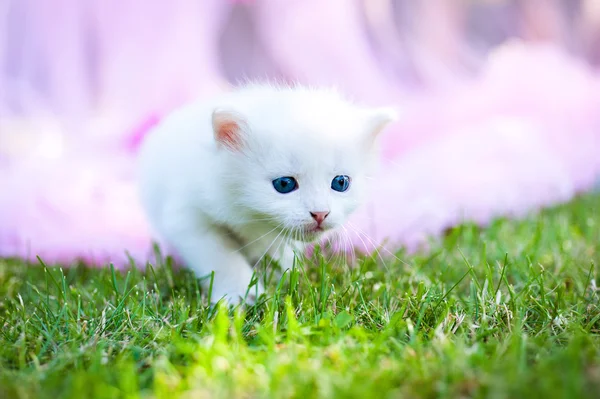 Small cat on grass — Stock Photo, Image