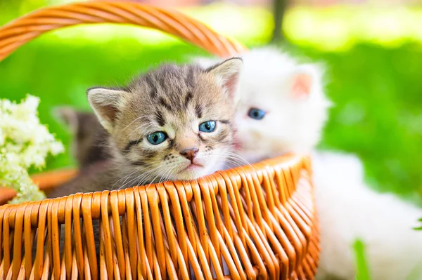 Small cat on grass — Stock Photo, Image