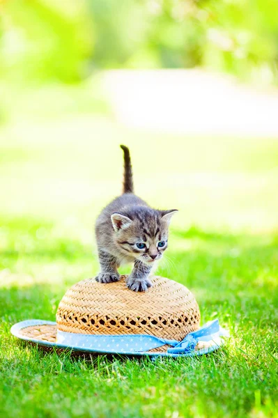 Pequeno gato na grama — Fotografia de Stock