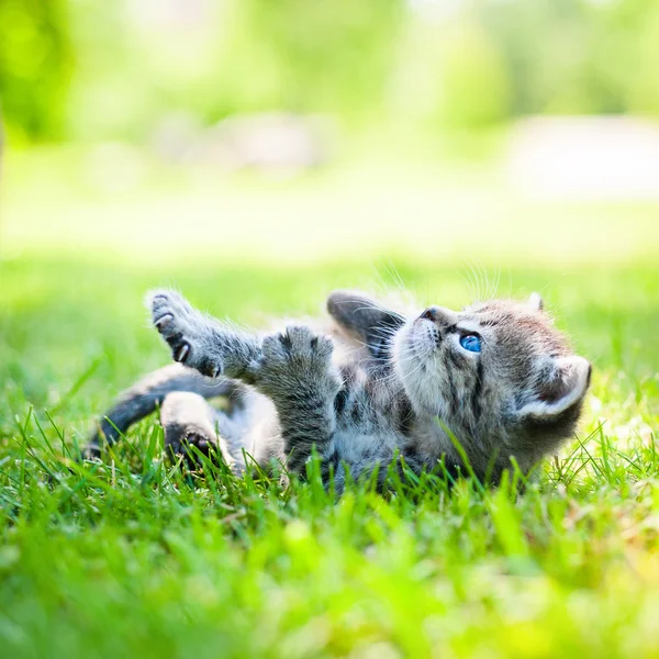 Маленькая кошка на траве — стоковое фото