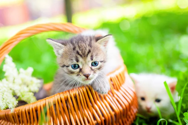 Çimenlerin üzerinde küçük kedi — Stok fotoğraf