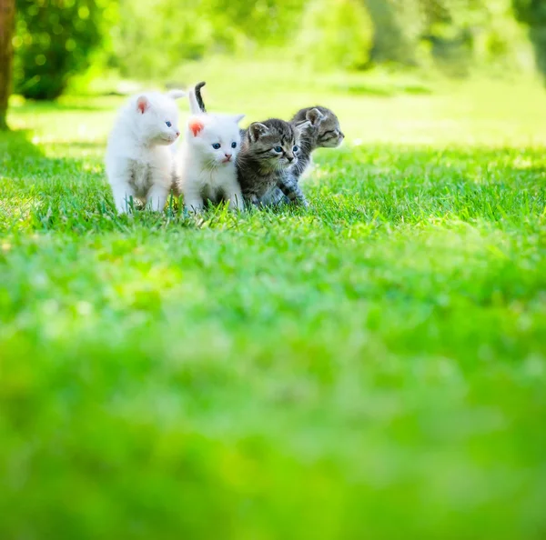 小さな猫の草の上 — ストック写真