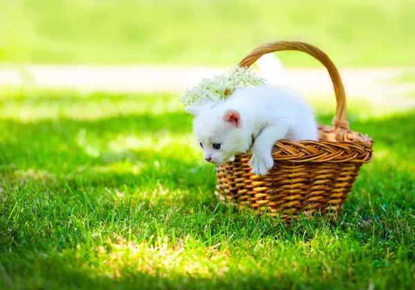 Kleine kat op gras — Stockfoto