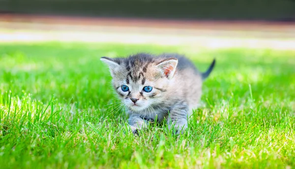 Pequeño gato en hierba — Foto de Stock