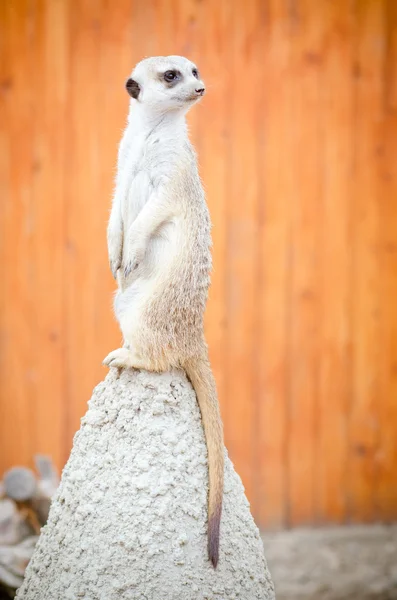 Meerkat se dresse sur une colline — Photo