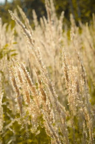 Суха трава, осінь — стокове фото