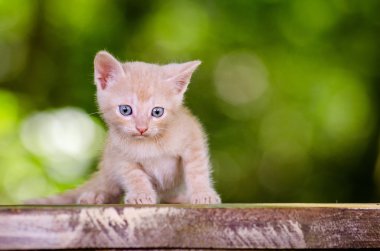 küçük kedi yavrusu, açık