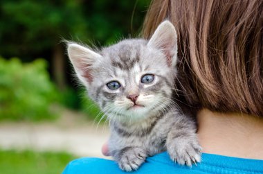 küçük kedi yavrusu, açık