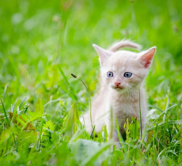 Kleine kitten, buiten — Stockfoto