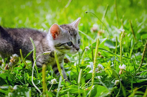 Gatito, al aire libre — Foto de Stock