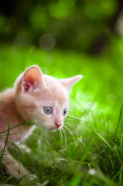 Kleine kitten, buiten — Stockfoto