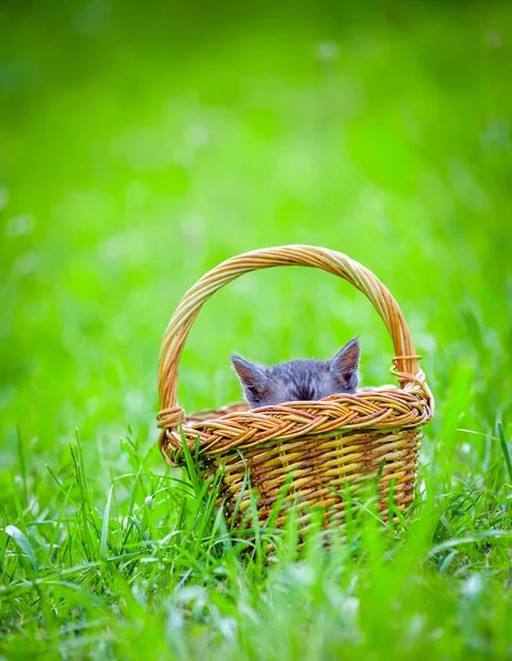 Malé kotě, venkovní — Stock fotografie