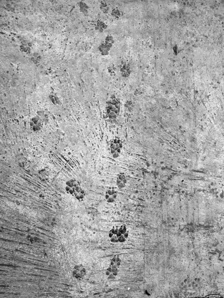 Dog paw foot prints on a concrete cement floor background in monochrome
