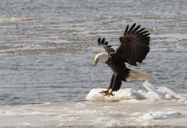 Kel kartal alarak uçuş
