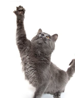 Beyaz sevimli gri kedicik