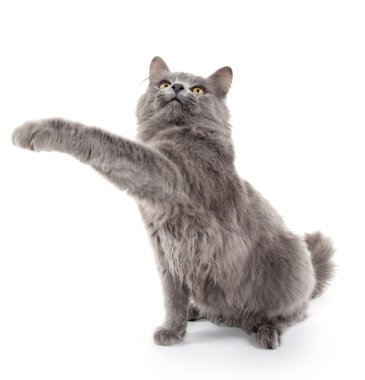 Beyaz sevimli gri kedicik