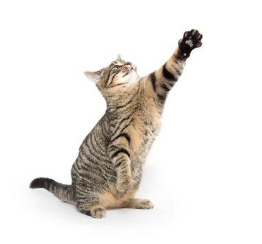 Oynayan sevimli tekir kedi