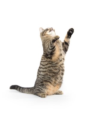 Oynayan sevimli tekir kedi