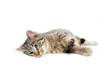 tekir kedi bırakmasını