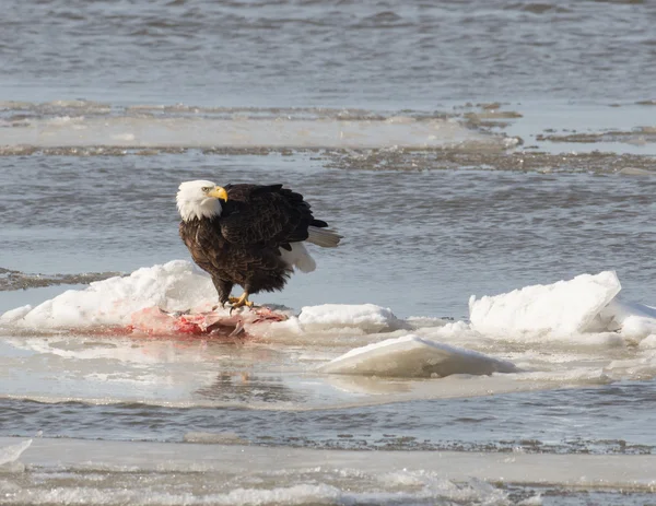 Bald eagle on ice — Stock Photo, Image