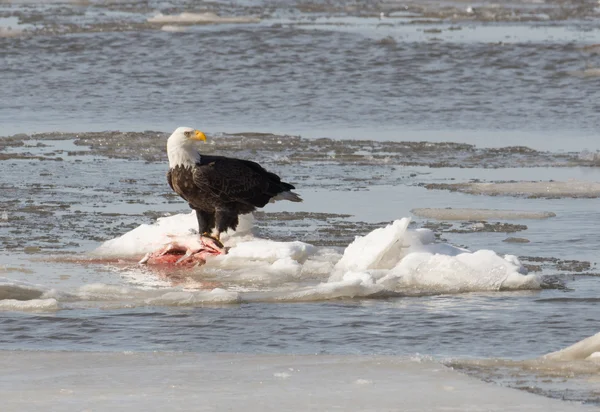 Bald eagle on ice — Stock Photo, Image