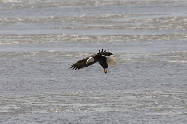 Bald eagle biorąc lotu — Zdjęcie stockowe