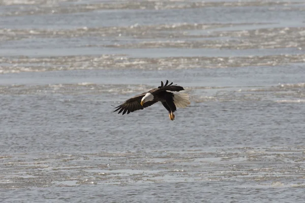 Weißkopfseeadler im Flug — Stockfoto