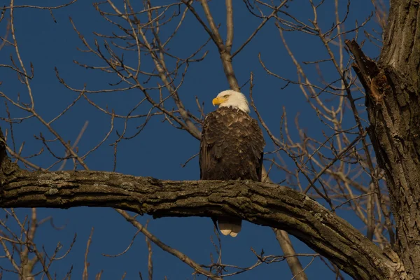 Aquila calva su un albero — Foto Stock