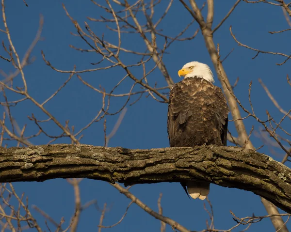 Aquila calva su un albero — Foto Stock