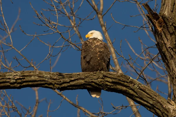 Águila calva en un árbol — Foto de Stock