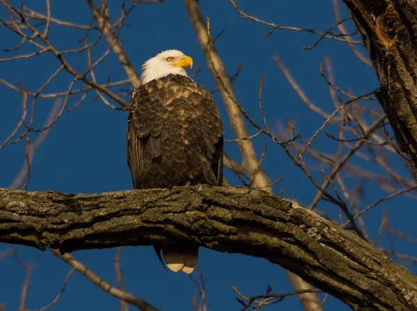 Águila calva en un árbol — Foto de Stock