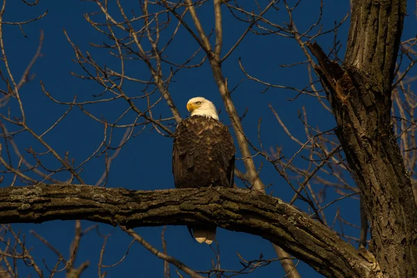 Aquila calva su un albero — Foto Stock