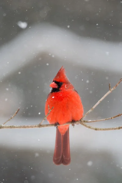 Erkek Kardinal şiddetli kar yağışı — Stok fotoğraf
