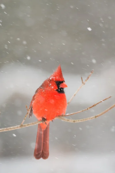 Cardenal masculino en la nieve pesada — Foto de Stock