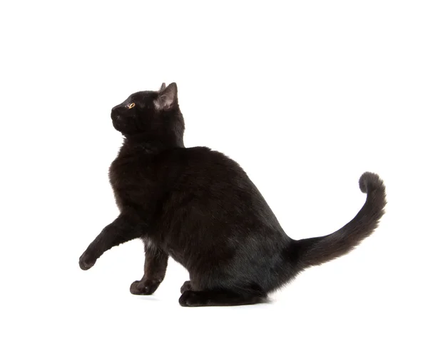 Черная кошка играет — стоковое фото