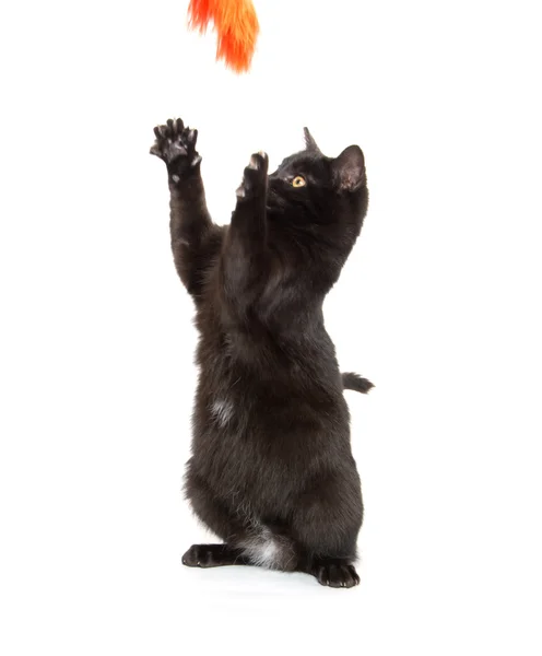 Schwarze Katze spielt — Stockfoto