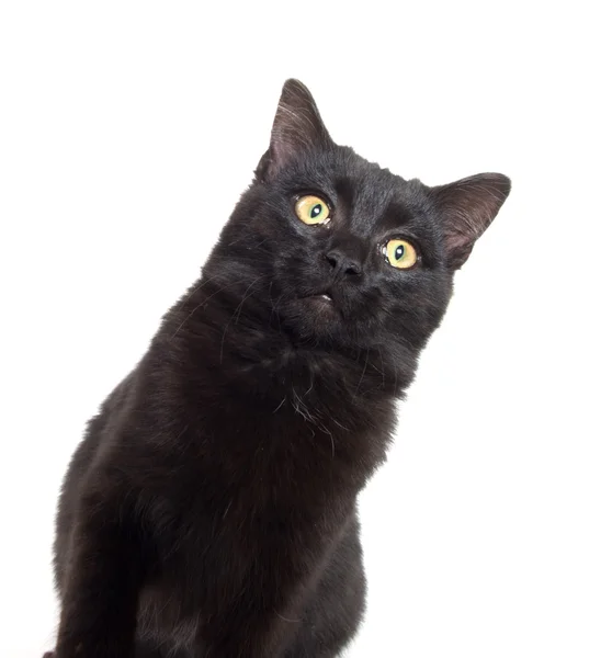Chat noir jouant — Photo