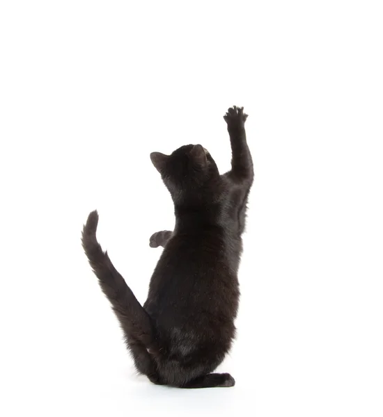 Zwart katje springen en spelen — Stockfoto
